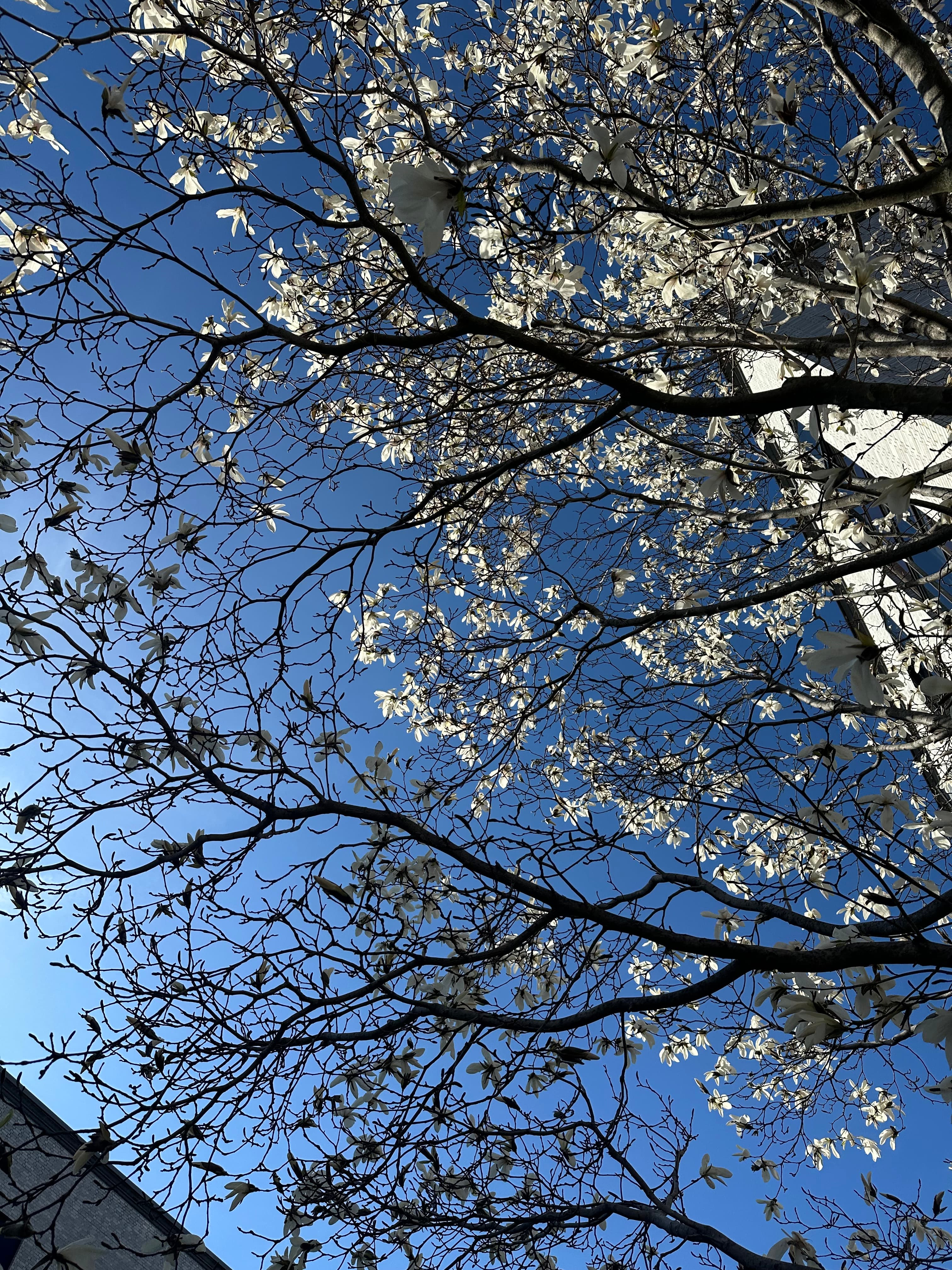 Magnolia tree in bloom